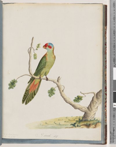 Strona 41. Lorikeet piżmowy autorstwa Unknown artist