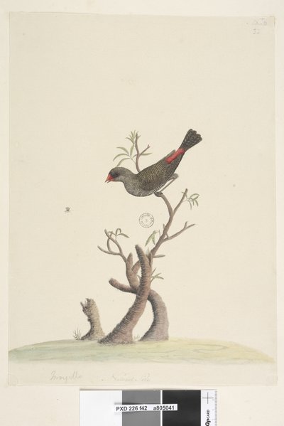 Strona 42. Fringilla. na dole pośrodku w innej dłoni Naturalny rozmiar Diamond Firetail Stagonopleura guttata, 1791-92 autorstwa Unknown artist