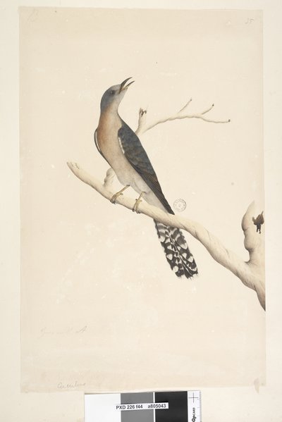 Strona 44. Cuculus. powyższy tytuł, inną ręką. Rozmiar naturalny. w lewym górnym rogu w trzeciej ręce B iw lewym dolnym Idzie z A tj. f.45 Wachlarz, kukułka ogoniasta Cacomantis pyrrhophanus, samiec, 1791-92 autorstwa Unknown artist