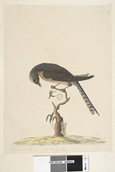 Strona 45. Naturalny rozmiar. w prawym górnym rogu inną ręką A w lewym dolnym Idzie z B, tj. f. 44 Fan, Tailed Cuckoo Cacomantis pyrrhophanus, 1791-92 autorstwa Unknown artist