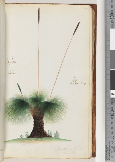 Strona 45. Xanthorrhoea Pospieszne drzewo trawiaste Powiększony. Rozmiar naturalny. Nasiona Naturalny rozmiar autorstwa Unknown artist