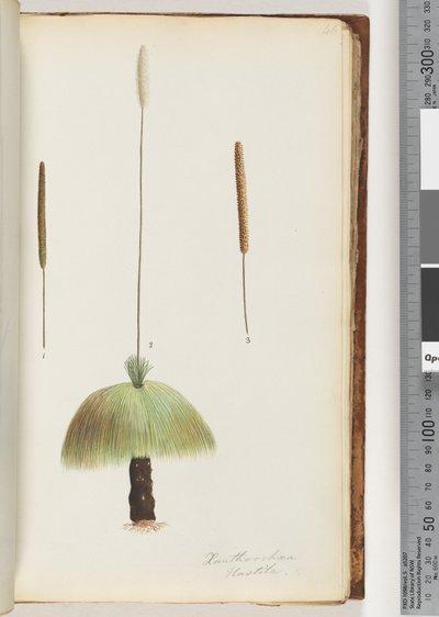 Strona 46. Xanthorrhoea Pospieszne drzewo trawy autorstwa Unknown artist