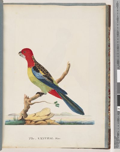 Strona 47. Rozella Wschodnia. Nie ta sama papuga autorstwa Unknown artist