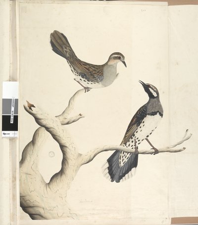 Strona 4. Turdus. w innej ręce Narysowany w naturalnej wielkości jako jedyny tego rodzaju, jaki dotychczas widziano w Kolonii, czerwiec 1792 Przepiórka cętkowana Cinclosoma punctatum, 1791-92 autorstwa Unknown artist