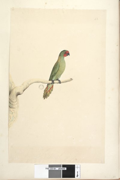 Strona 51. Naturalnej wielkości Lorikeet Glossopsitta pusilla, 1791-92 autorstwa Unknown artist