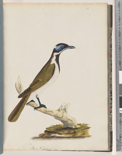 Strona 54. Niebieski, miodowożerny z twarzą. Merops sinica. Drozd o niebieskich policzkach autorstwa Unknown artist