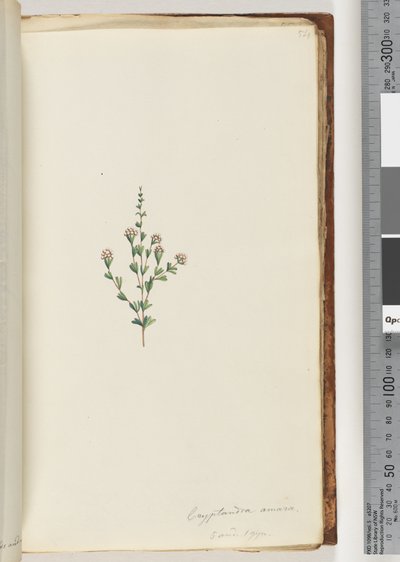 Strona 54. Kryptandra amara. 5 i 1 gin. Kryptandra drobnolistna (akwarela) autorstwa Unknown artist
