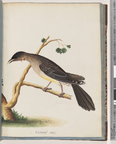 Strona 55. Czerwona akacja. Merops carunculatus autorstwa Unknown artist
