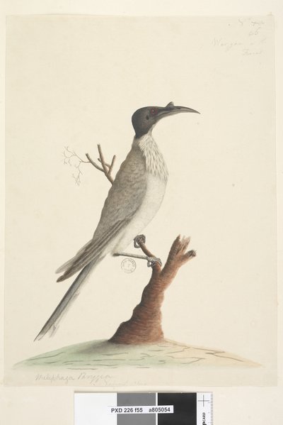 Strona 55. Wer,gan lub Brat. w lewym dolnym rogu w innej ręce Meliphaga Phrygia. na dole pośrodku w trzeciej ręce Naturalnej wielkości Hałaśliwy Friarbird Philemon corniculatus, 1791-92 autorstwa Unknown artist