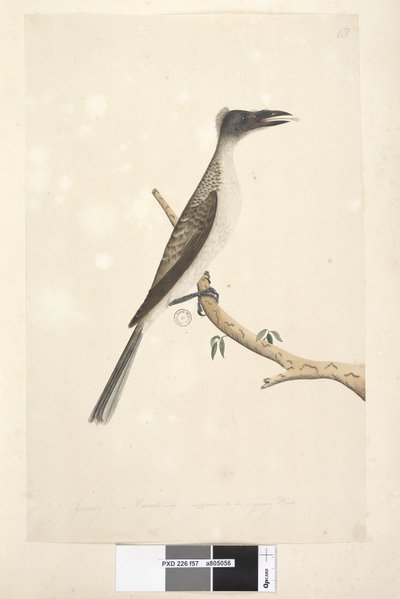 Strona 57. Styczeń. Naturalnych rozmiarów, miał być młodym ptaszkiem Noisy Friarbird Philemon corniculatus, 1791-92 autorstwa Unknown artist