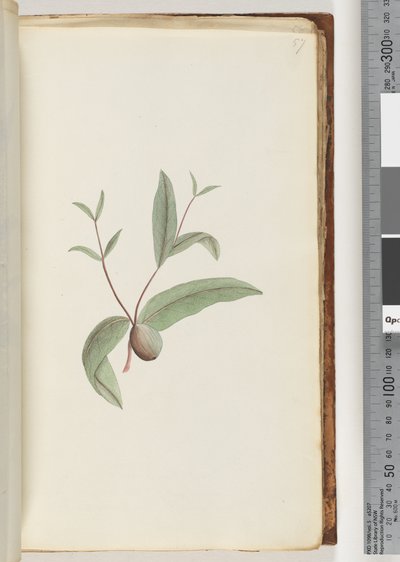 Strona 57. Niezidentyfikowana roślina autorstwa Unknown artist