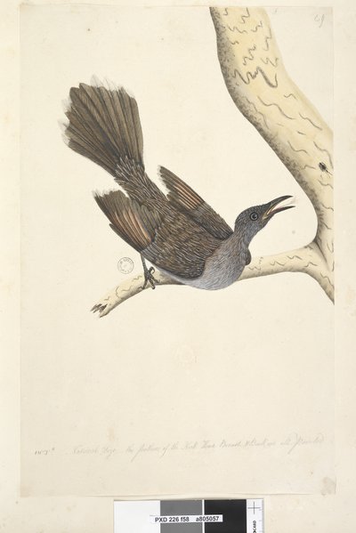 Strona 58. Paź. Naturalna wielkość, pióra na szyi, piersi i plecach są spiczaste, akacja zwyczajna, Bird Anthochaera chrysoptera, 1791-92 autorstwa Unknown artist
