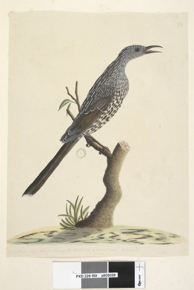Strona 59. Naturalna wielkość, pióra głowy i szyi są spiczaste, akacja zwyczajna, Bird Anthochaera chrysoptera, 1791-92 autorstwa Unknown artist