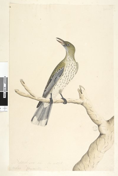Strona 5. Oriolus mimetis. powyższy tytuł w innej ręce Naturalny rozmiar. Lipiec, tęczówka wątpliwa Oliwka, wilga wilga Oriolus sagittatus, 1791-92 autorstwa Unknown artist