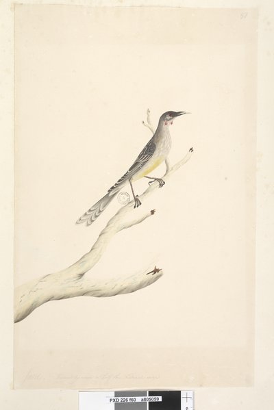 Strona 60. Czerwiec. Zmniejszony w skali do połowy naturalnej wielkości akacji zwyczajnej, Bird Anthochaera carunculata, 1791-92 autorstwa Unknown artist