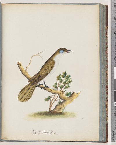 Strona 61. Niebieskolicy Miodownik. Turdus sinica. Drozd o niebieskich policzkach autorstwa Unknown artist
