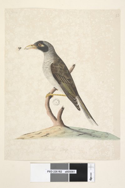 Strona 62. Czerwiec. Naturalnej wielkości Noisy Miner Myzantha melanocephala, 1791-92 autorstwa Unknown artist