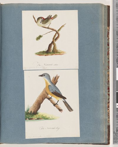 Strona 62. Dziwonia czerwonobrewy. Loxia astrild. 63. Niezidentyfikowany ptak. Muscicapa flavigastra autorstwa Unknown artist