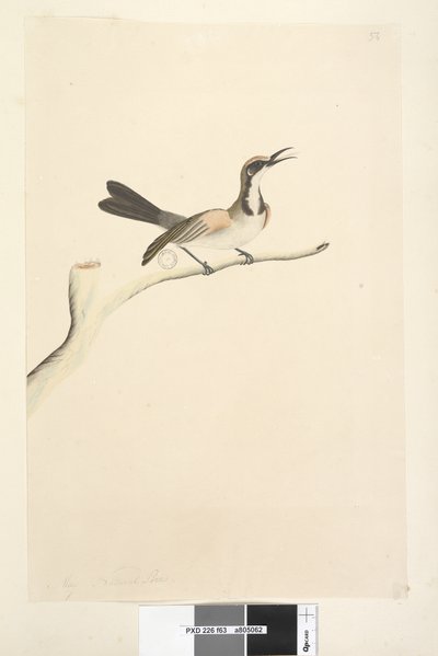 Strona 63. Maj. Naturalnej wielkości miodnik pospolity Phylidonyris melanops, 1791-92 autorstwa Unknown artist