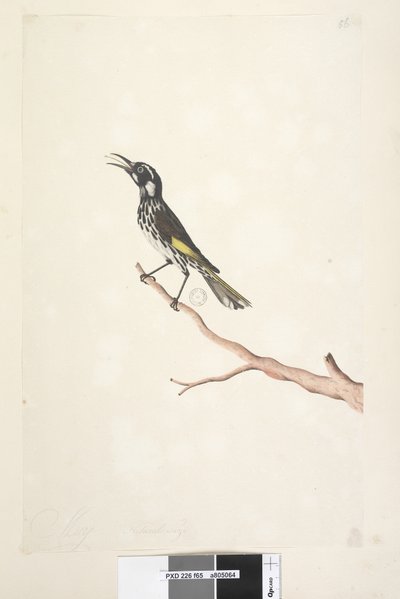 Strona 65. Maj, naturalnej wielkości Żółty skrzydlaty miodojad New Holland, 1791-92 autorstwa Unknown artist