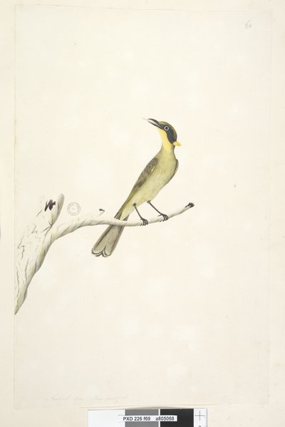 Strona 69. Naturalny rozmiar. Iris wątpliwie żółty, czernica miodowa Lichenostomus melanops, 1791-92 autorstwa Unknown artist