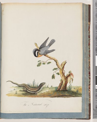 Strona 69. Niezidentyfikowany ptak z jaszczurką. Sylvia rufirostris autorstwa Unknown artist