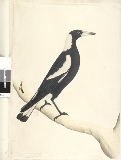 Strona 6. Barita. powyższy tytuł w innym rozdaniu Maj. Naturalny rozmiar Czarny, sroka grzbietowa Gymnorhina tibicen, 1791-92 autorstwa Unknown artist
