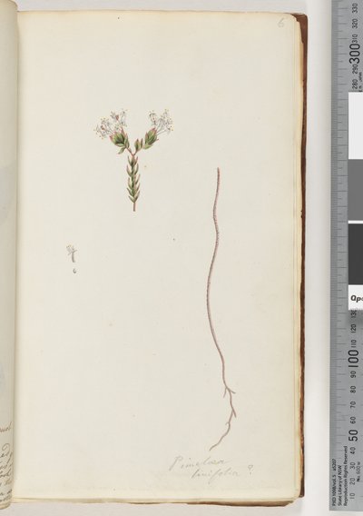 Strona 6. Pimeloea linfolia autorstwa Unknown artist