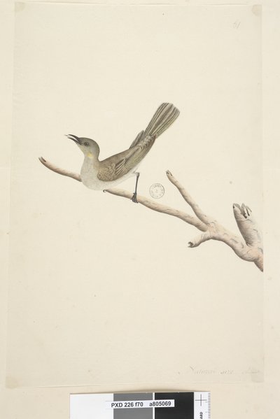 Strona 70. Naturalny rozmiar. August Fuscoous Honeyeater Lichenostomus fuscus, 1791-92 autorstwa Unknown artist