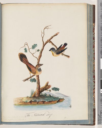 Strona 72. 1. Pardalote cętkowany. Pipra punctata 2. Niezidentyfikowany ptak. Muscicapa rufifrom autorstwa Unknown artist