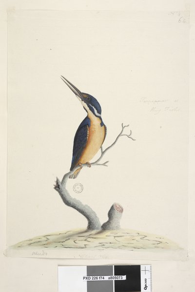 Strona 74. Ter,re,a,mar lub King Fisher. w lewym dolnym rogu w innej ręce Alcedo. na dole pośrodku w trzeciej ręce Naturalna wielkość Azure Kingfisher Alyone azurea, 1791-92 autorstwa Unknown artist