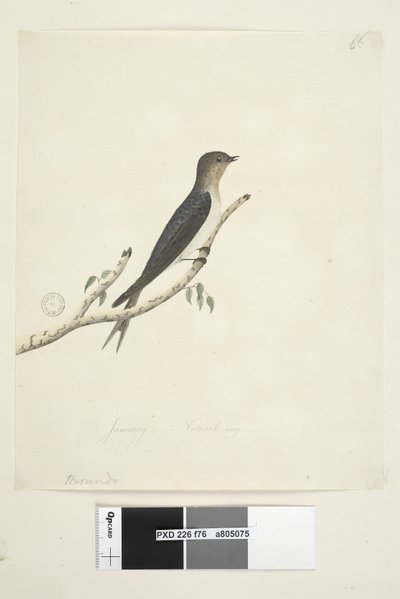 Strona 76. Hirundo. na dole pośrodku w innej dłoni Styczeń Naturalne rozmiary Welcome Swallow Hirundo neoxena, 1791-92 autorstwa Unknown artist