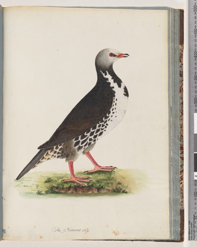 Strona 76. Niezidentyfikowany ptak autorstwa Unknown artist