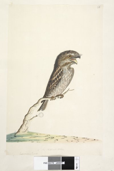 Strona 78. Caprimulgus. na dole pośrodku w innej ręce 1/2 naturalnej wielkości Żabiego Paszcza Podargus strigoides, 1791-92 autorstwa Unknown artist