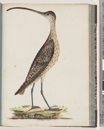 Strona 78. Kullew wschodni autorstwa Unknown artist