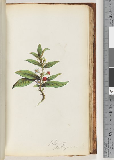 Strona 78a. Solanum stelligerum / Gwiezdny Cień Nocny autorstwa Unknown artist