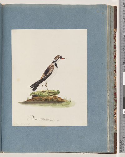 Strona 79. Dotterel z czarnym czołem. Charadrius Hiaticula autorstwa Unknown artist