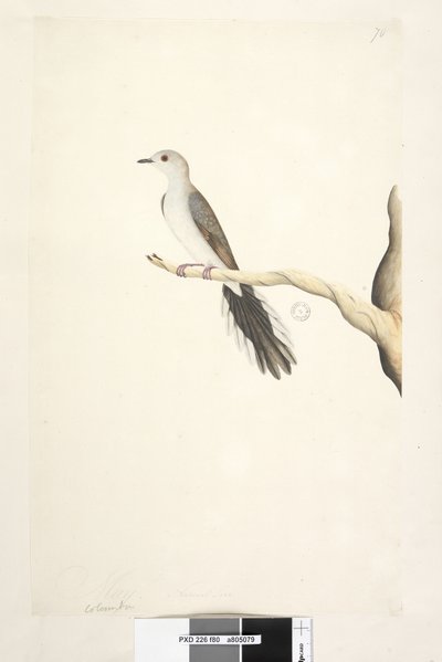 Strona 80. Kolumba. powyższy tytuł w innym rozdaniu Maj. Gołąb diamentowy naturalnej wielkości Geopelia cuneata, 1791-92 autorstwa Unknown artist