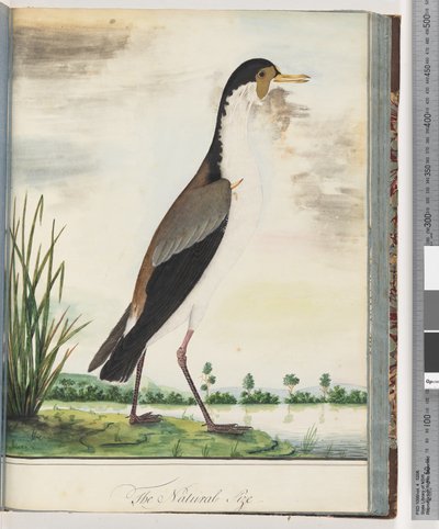 Strona 80. Czajka zamaskowana lub ostroga, sieweczka skrzydlata autorstwa Unknown artist