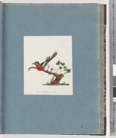 Strona 81. Szkarłatna Robin autorstwa Unknown artist