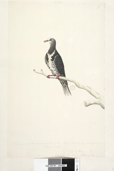Strona 81. Wunga, gołąb wunge. Rysowane w skali 1/2 naturalnego rozmiaru. Dwa z tych gołębi były teraz widziane po raz pierwszy w grudniu 1791 r.... podobnie do... Wonga Pigeon Leucosarcia melanoleuca, 1791-92 autorstwa Unknown artist