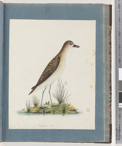 Strona 82. Sieweczka złota autorstwa Unknown artist
