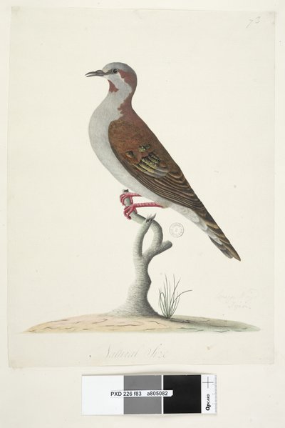 Strona 83. Brązowy gołąb skrzydlaty. na dole pośrodku w innej dłoni Naturalna wielkość Pędzel Brązujący Pigeon Phaps elegans, 1791-92 autorstwa Unknown artist