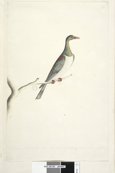 Strona 84. Gołąb z wyspy Norfolk narysowany w skali 1/2 naturalnej wielkości. Iris wątpliwe Norfolk Island Pigeon Hemiphaga novaeseelandiae spadicea, 1791-92 autorstwa Unknown artist