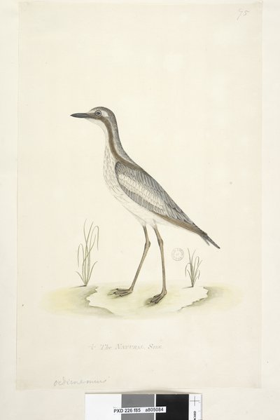 Strona 85. Oedicnemus. na dole pośrodku inną ręką 1/2 naturalnej wielkości Southern Stone, Curlew Burhinus magnirostris, 1791-92 autorstwa Unknown artist