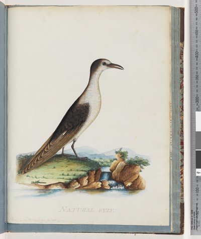 Strona 85. Rybitwa błotna. Sterna nova Hollandae. Rybitwa nowolandzka autorstwa Unknown artist