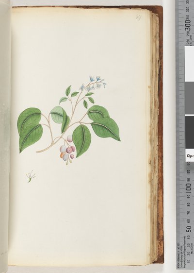 Strona 87. Niezidentyfikowana roślina autorstwa Unknown artist