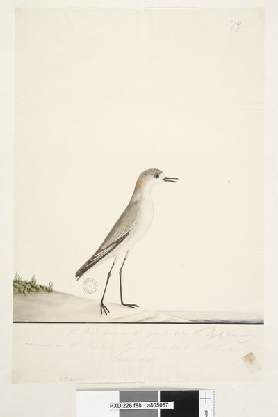 Strona 88. Charadrius. poniżej linii obramowania w innej ręce Ten ptak biega po ziemi jak skowronek piaskowy i jest bardzo pospolity na piaskach w różnych częściach portu. poniżej tego w trzeciej ręce Naturalny rozmiar Czerwona, krępowana Dotterel Charadri autorstwa Unknown artist