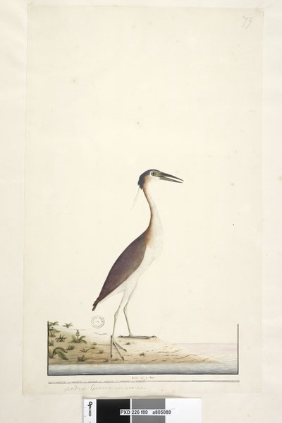 Strona 89. Ardea ..?.. Noc Nankeen, Czapla Nycticorax caledonicus, 1791-92 autorstwa Unknown artist