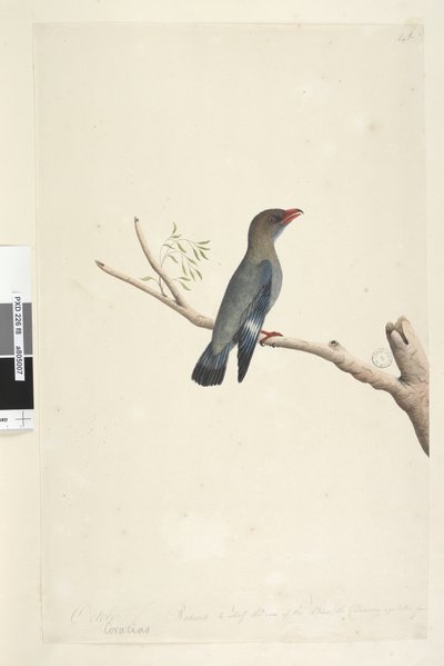 Strona 8. Coraciae. w dolnym otoku w innej ręce Październik. Zmniejszony do połowy Rysunek Ptaka zaczerpnięty z Dollar, Bird Eurystomus orientalis, 1791-92 autorstwa Unknown artist